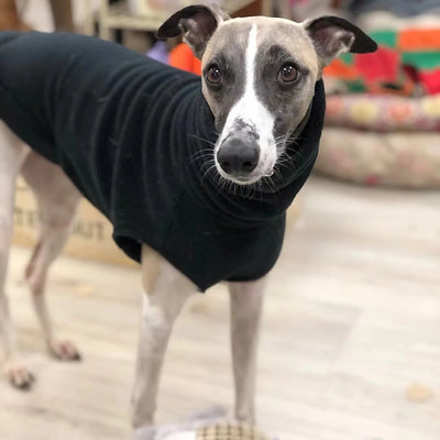 Pull Polaire Col Roulé Lévrier Whippet Italien