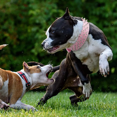 Collier Cuir Clouté Pitbull Mastiff