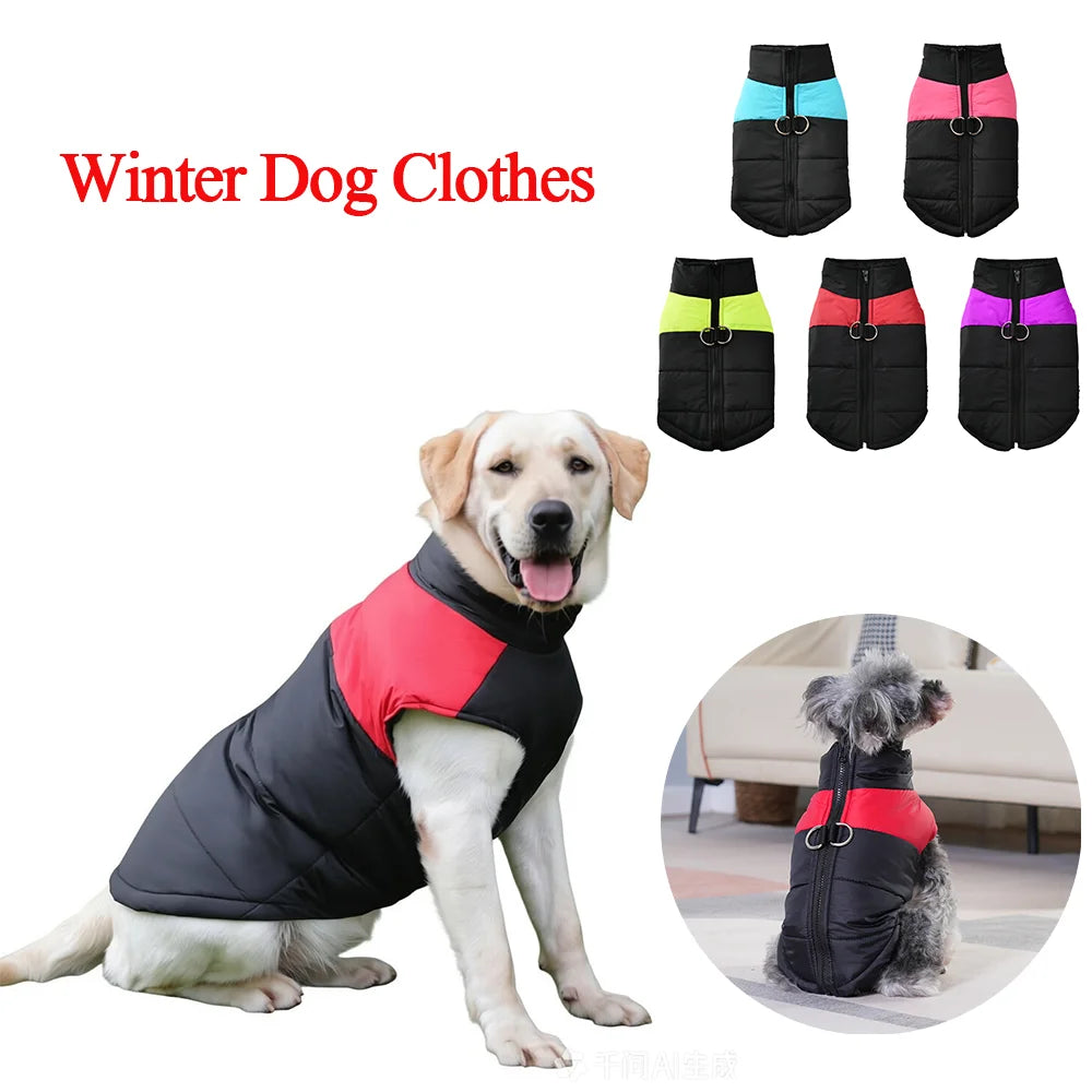 Manteau Doudoune Chien Coupe-Vent Anneau en D Labrador