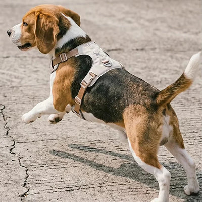 Ensemble Harnais et Laisse Assortis Anti-Traction Chien