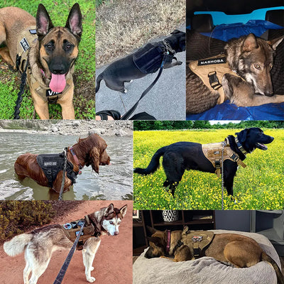 Harnais Tactique Chien pour Berger Allemand et Malinois