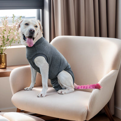 Combinaison Post-Opératoire Chien Alternative Collerette Jusqu'au 5XL