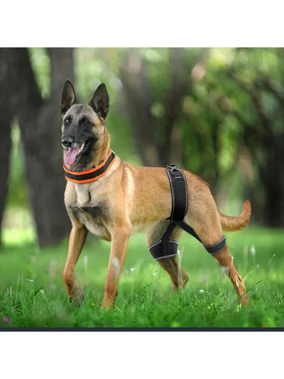 Orthèse Hanche Gros Chien Dysplasie Support