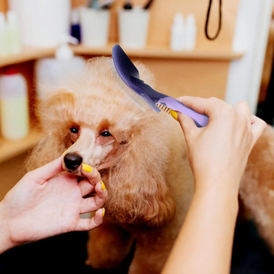 Brosse de Toilettage pour Caniche et Chien Poils Bouclés