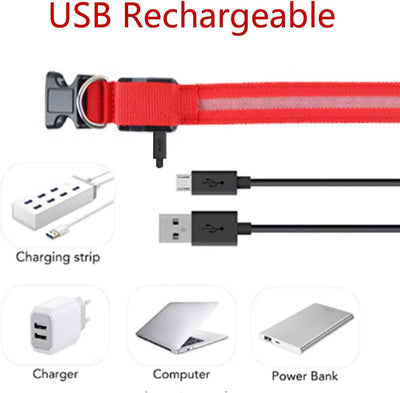 Collier LED Haute Visibilité Rechargeable Chien