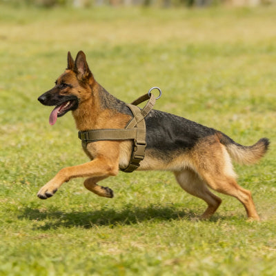Harnais Tactique Anti-Traction Chien Grande Race