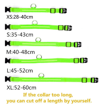 Collier LED Veilleuse Rechargeable pour Chien