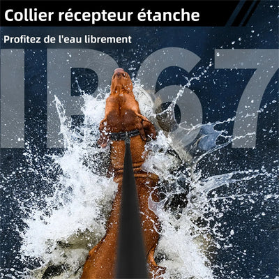Collier Dressage 1600ft Gros Chien IPX7 Rechargeable