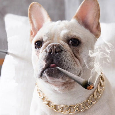 Collier Chaîne Gourmette Dorée Bouledogue Pitbull 25 à 76 cm