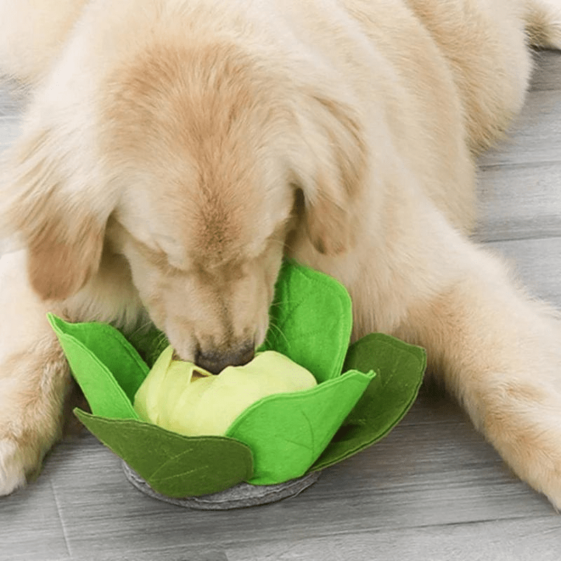 https://cdn.shopify.com/s/files/1/0763/9767/4819/files/Tapis_de_fouille_en_forme_de_Chou-Fleur_chiot_labradro.png?v=1756139215