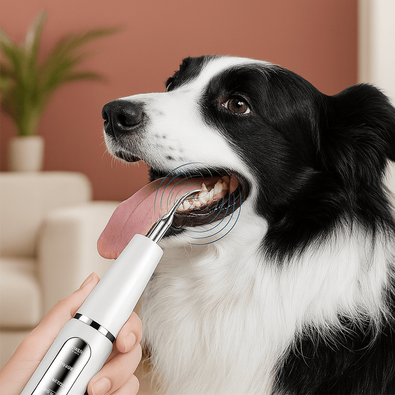 https://cdn.shopify.com/s/files/1/0647/9170/7830/files/appareil-de-dentition-pour-chien-9256059.webp?v=1777925048