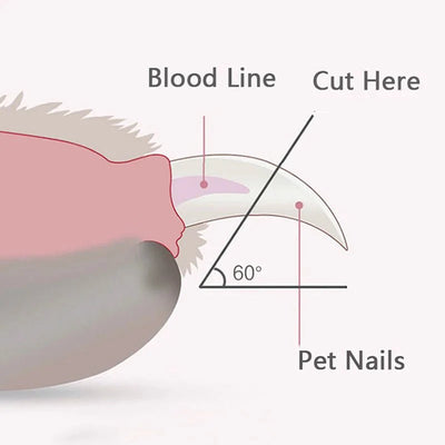https://cdn.shopify.com/s/files/1/0647/9170/7830/files/appareil-pour-couper-les-ongles-des-chiens-3185791.webp?v=1777923131