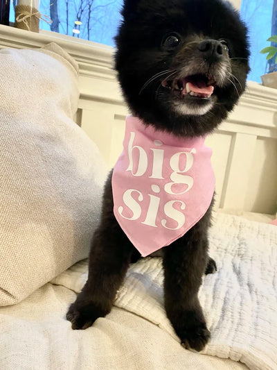 https://cdn.shopify.com/s/files/1/0647/9170/7830/files/bandana-big-bro-pour-chien-8346637.webp?v=1777924934
