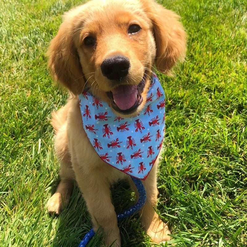 https://cdn.shopify.com/s/files/1/0647/9170/7830/files/bandana-colorer-pour-chien-3237115.webp?v=1777924993