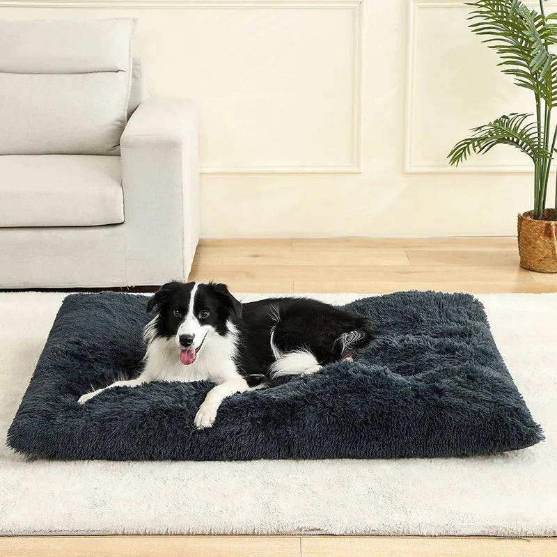 https://cdn.shopify.com/s/files/1/0647/9170/7830/files/bon-panier-pour-chien-2370052.webp?v=1777923308