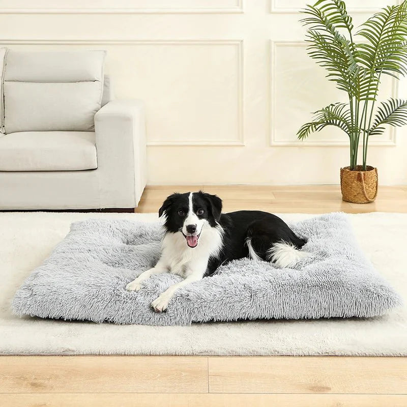 https://cdn.shopify.com/s/files/1/0647/9170/7830/files/bon-panier-pour-chien-2370052.webp?v=1777923308