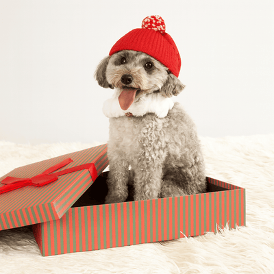 https://cdn.shopify.com/s/files/1/0647/9170/7830/files/bonnet-avec-sangle-pour-chien-8476610.png?v=1777925108