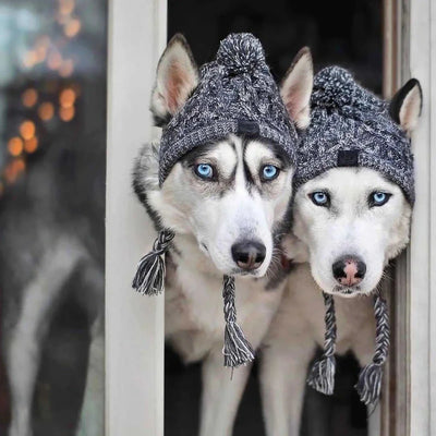 https://cdn.shopify.com/s/files/1/0647/9170/7830/files/bonnet-coupe-vent-pour-chien-6025316.webp?v=1777925349