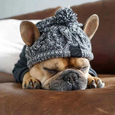 https://cdn.shopify.com/s/files/1/0647/9170/7830/files/bonnet-coupe-vent-pour-chien-7496884.webp?v=1777925350