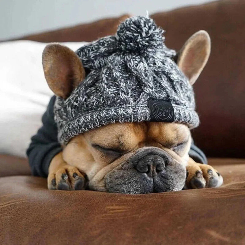 https://cdn.shopify.com/s/files/1/0647/9170/7830/files/bonnet-coupe-vent-pour-chien-3494377.png?v=1777925350