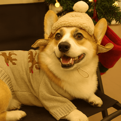 https://cdn.shopify.com/s/files/1/0647/9170/7830/files/bonnet-dhiver-pour-chien-5725893.png?v=1777925593