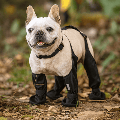 https://cdn.shopify.com/s/files/1/0647/9170/7830/files/bottes-a-bretelle-pour-chien-6463435.png?v=1777925415