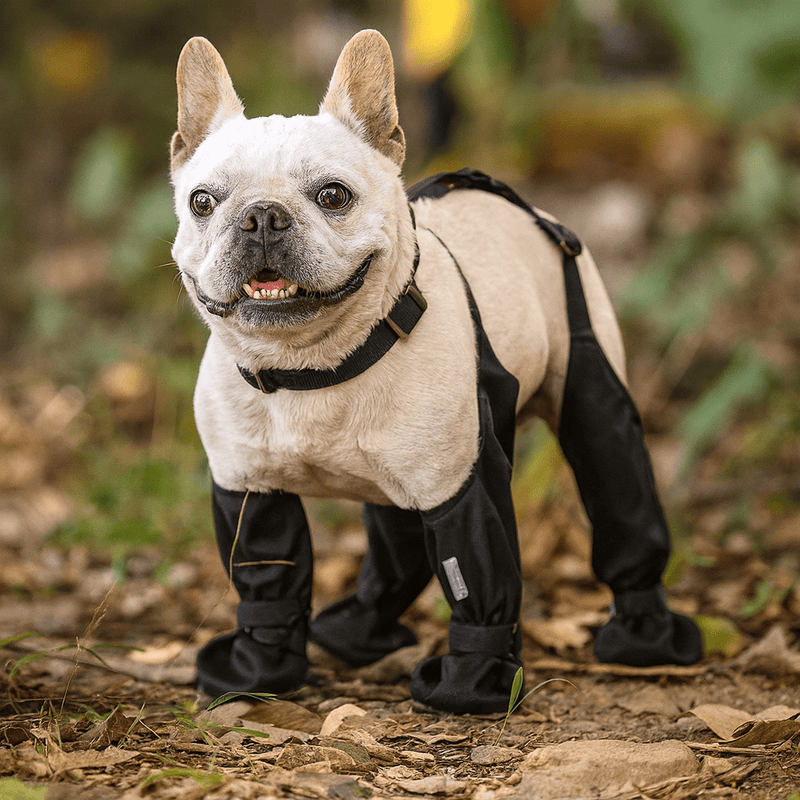 https://cdn.shopify.com/s/files/1/0647/9170/7830/files/bottes-a-bretelle-pour-chien-5061725.png?v=1777925414
