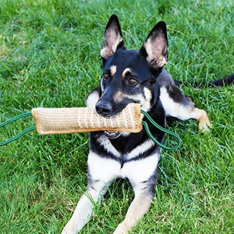 https://cdn.shopify.com/s/files/1/0763/9767/4819/files/boudin_chien_mordant_berger_allemand.png?v=1755872426