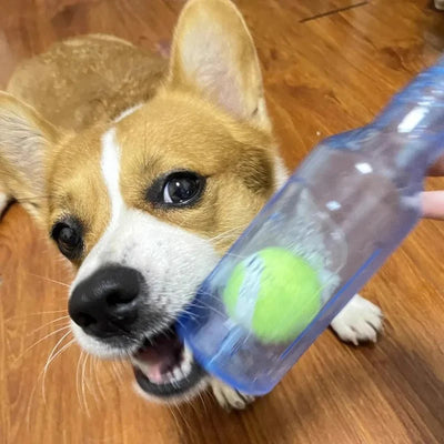 https://cdn.shopify.com/s/files/1/0647/9170/7830/files/bouteille-avec-balle-pour-chien-8608830.webp?v=1777924092