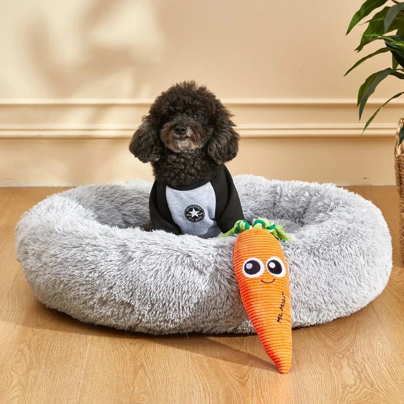 https://cdn.shopify.com/s/files/1/0647/9170/7830/files/carotte-pour-chien-5038135.webp?v=1777924336