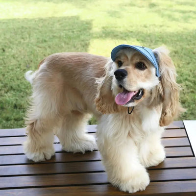 https://cdn.shopify.com/s/files/1/0647/9170/7830/files/casquette-avec-sangle-pour-chien-8599634.webp?v=1777925110