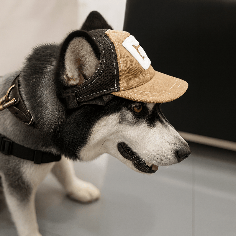 https://cdn.shopify.com/s/files/1/0647/9170/7830/files/casquette-style-baseball-pour-chien-8529268.webp?v=1777925473