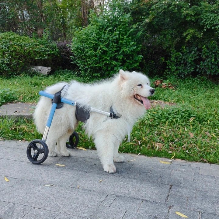 https://cdn.shopify.com/s/files/1/0647/9170/7830/files/chariot-de-marche-pour-chien-2396451.png?v=1777925410