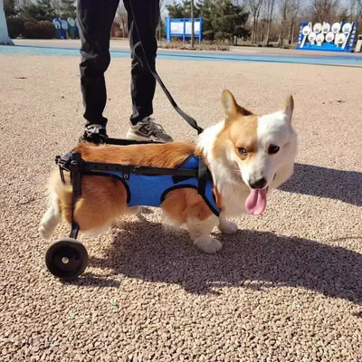 https://cdn.shopify.com/s/files/1/0647/9170/7830/files/chariot-pour-chien-arthrose-7433670.webp?v=1777923067
