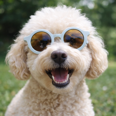 https://cdn.shopify.com/s/files/1/0763/9767/4819/files/chien-qui-porte-des-lunettes-de-soleil.png?v=1773337647
