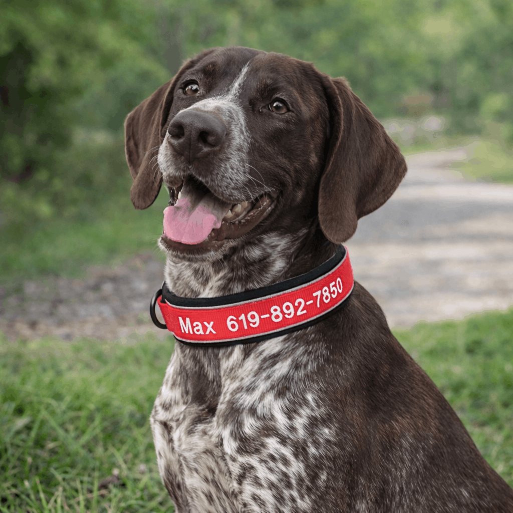 https://cdn.shopify.com/s/files/1/0763/9767/4819/files/colier-de-chasse-pour-chien.png?v=1769014579