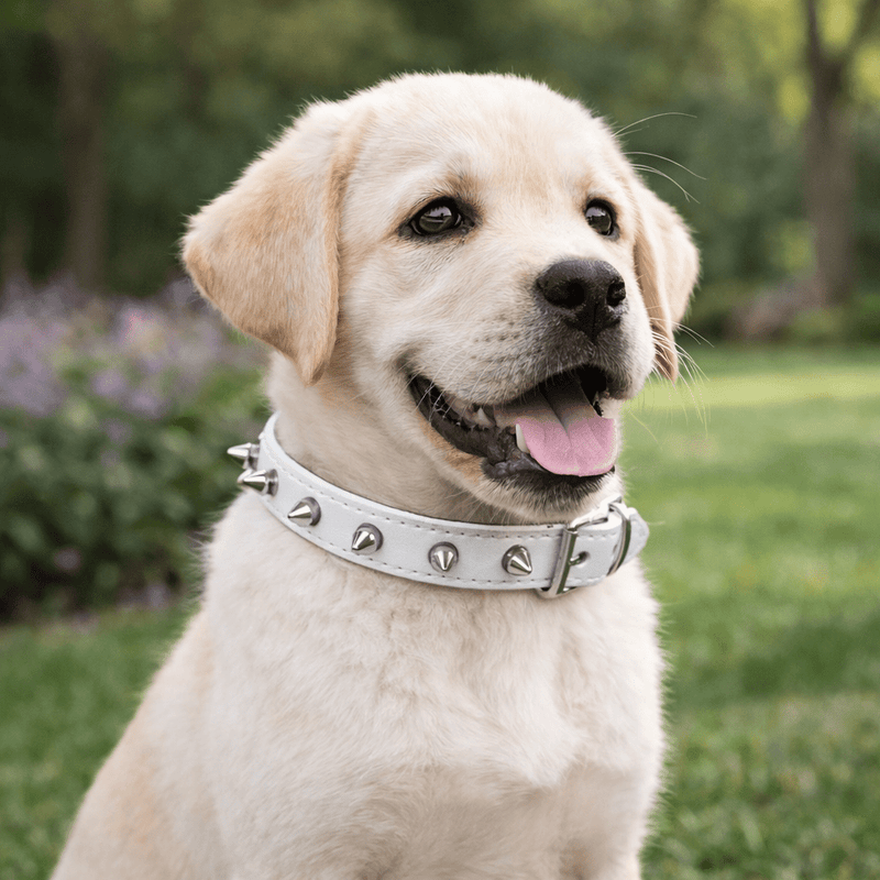 https://cdn.shopify.com/s/files/1/0647/9170/7830/files/collier-chien-cuir-violet-6174695.webp?v=1777923669