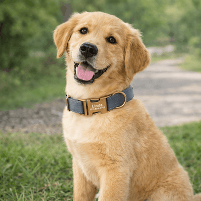 https://cdn.shopify.com/s/files/1/0763/9767/4819/files/collier-chien-grave.png?v=1769013570