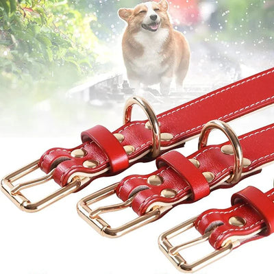 https://cdn.shopify.com/s/files/1/0647/9170/7830/files/collier-chien-rouge-en-cuir-8593381.webp?v=1777923374