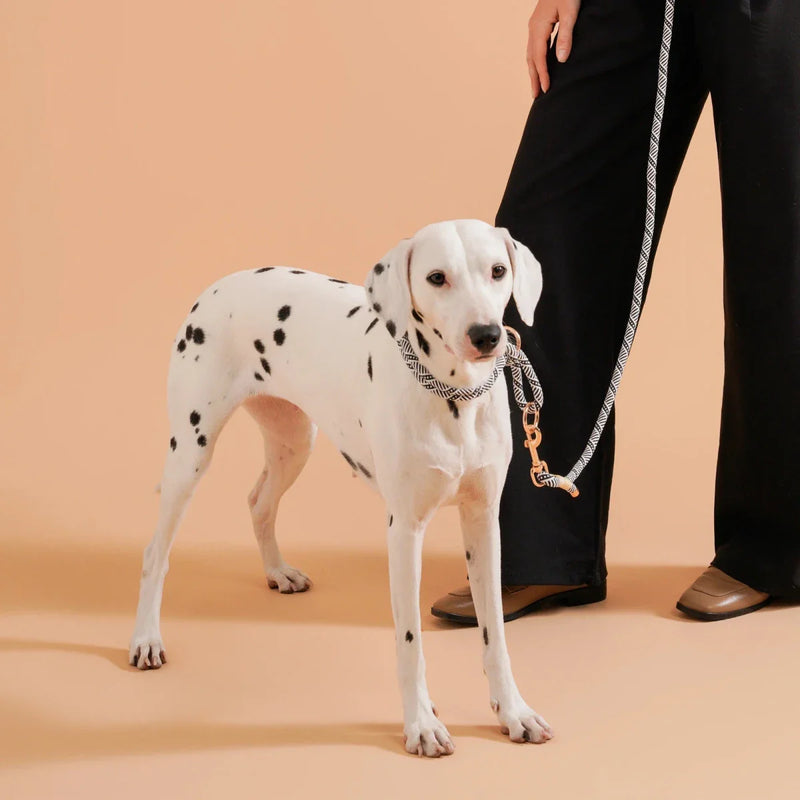 https://cdn.shopify.com/s/files/1/0647/9170/7830/files/collier-chiot-bouldog-francais-3364142.webp?v=1777923850