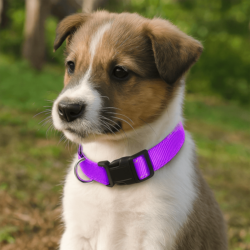 https://cdn.shopify.com/s/files/1/0647/9170/7830/files/collier-chiot-femelle-8497641.webp?v=1777923914