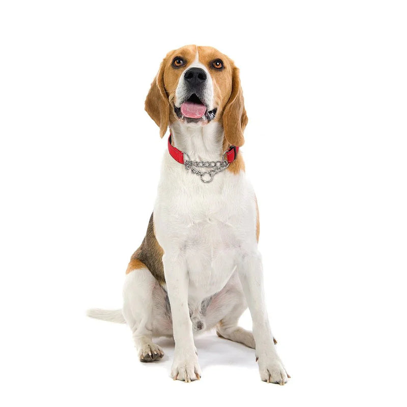 https://cdn.shopify.com/s/files/1/0647/9170/7830/files/collier-etrangleur-chien-en-nylon-rouge-9078674.webp?v=1777924566
