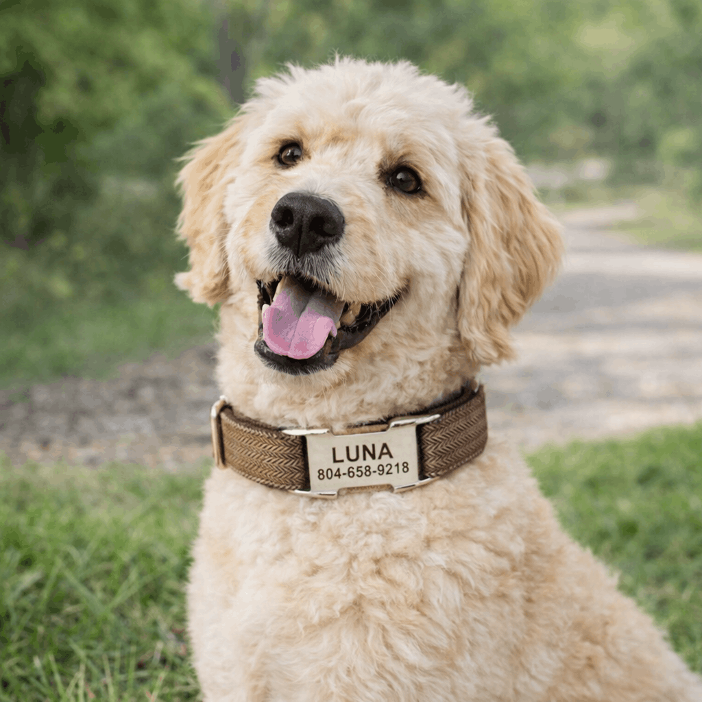 https://cdn.shopify.com/s/files/1/0763/9767/4819/files/collier-personnalise-chien-tresse.png?v=1769014507