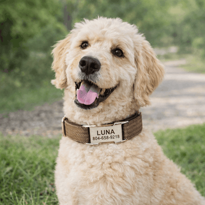 https://cdn.shopify.com/s/files/1/0763/9767/4819/files/collier-personnalise-chien-tresse.png?v=1769014507