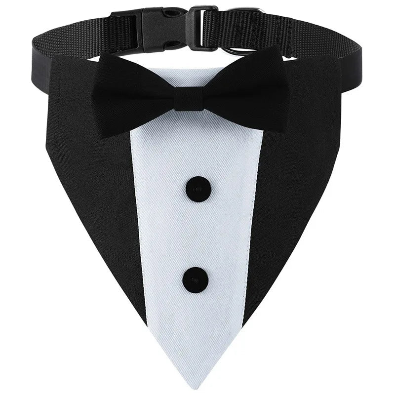 https://cdn.shopify.com/s/files/1/0647/9170/7830/files/collier-pour-chien-fantaisie-2016956.webp?v=1777923489
