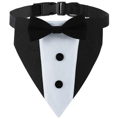 https://cdn.shopify.com/s/files/1/0647/9170/7830/files/collier-pour-chien-fantaisie-2016956.webp?v=1777923489