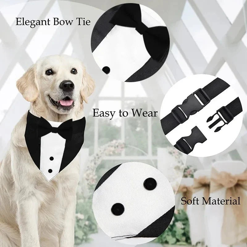 https://cdn.shopify.com/s/files/1/0647/9170/7830/files/collier-pour-chien-fantaisie-2016956.webp?v=1777923489