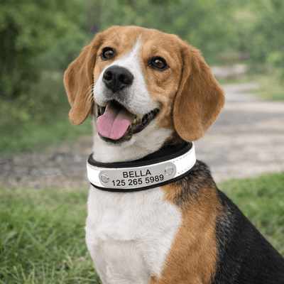 https://cdn.shopify.com/s/files/1/0763/9767/4819/files/collier-reflechissant-personnalisable-pour-chien.png?v=1769014562