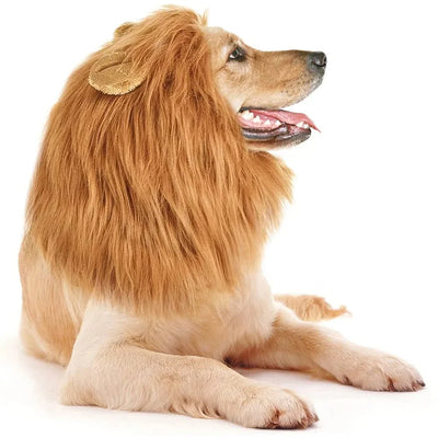 https://cdn.shopify.com/s/files/1/0647/9170/7830/files/criniere-de-lion-pour-chien-1629748.webp?v=1777925111