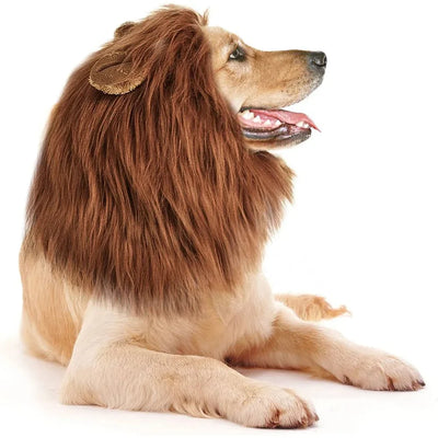 https://cdn.shopify.com/s/files/1/0647/9170/7830/files/criniere-de-lion-pour-chien-4572775.webp?v=1777925111